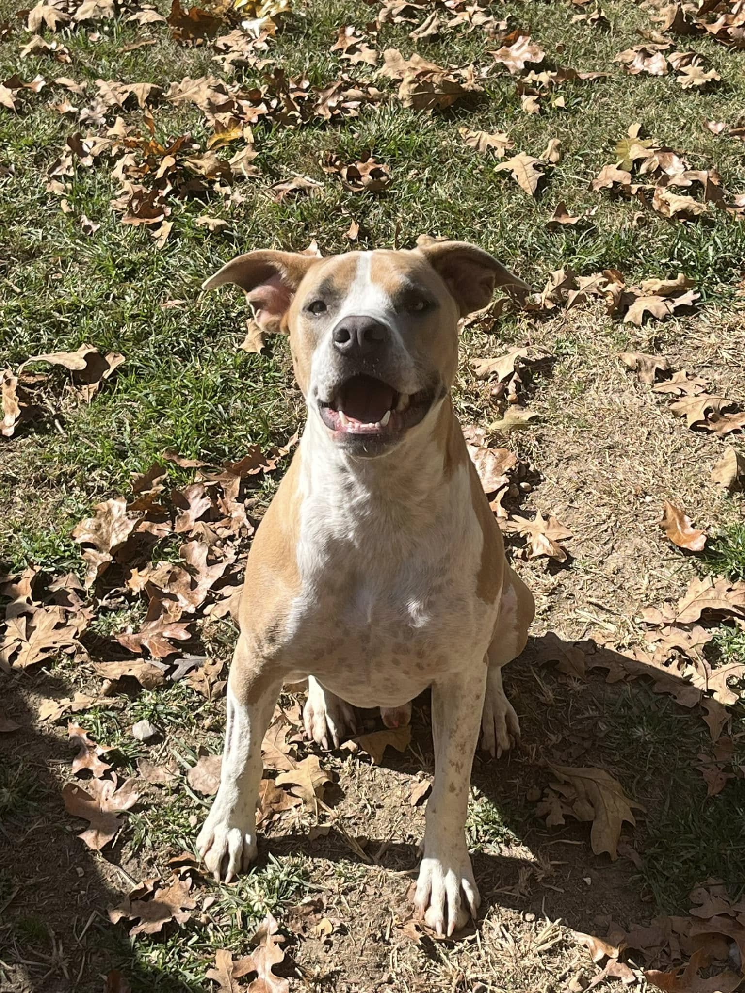 Dr. Douglas dog, Hank